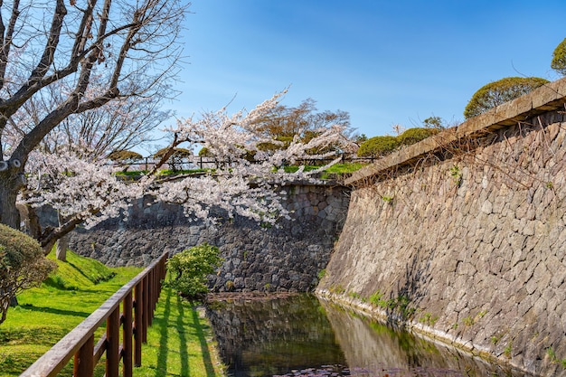 Photo parc du fort de l'étoile de goryokaku au printemps fleurs de cerisiers fleurs de sakura à hakodate hokkaido japon