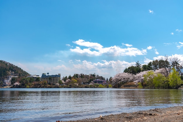 Parc du lac Kawaguchi au printemps festival des fleurs de cerisier de Kawaguchiko préfecture de Yamanashi au Japon