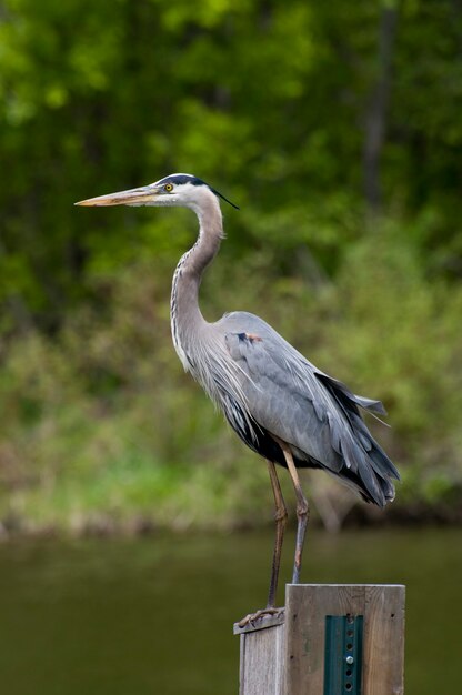 Parc du moulin de Gervais. Grand héron, "Ardea herodias" Gros plan d'un adulte au printemps debout sur un nichoir. Vue de côté.