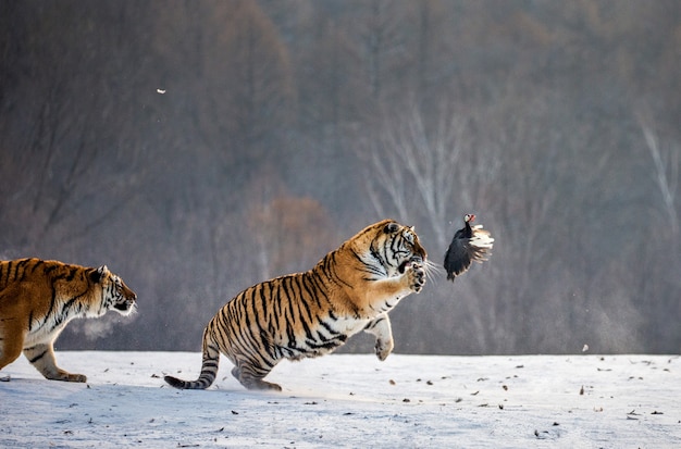 Parc du tigre de Sibérie