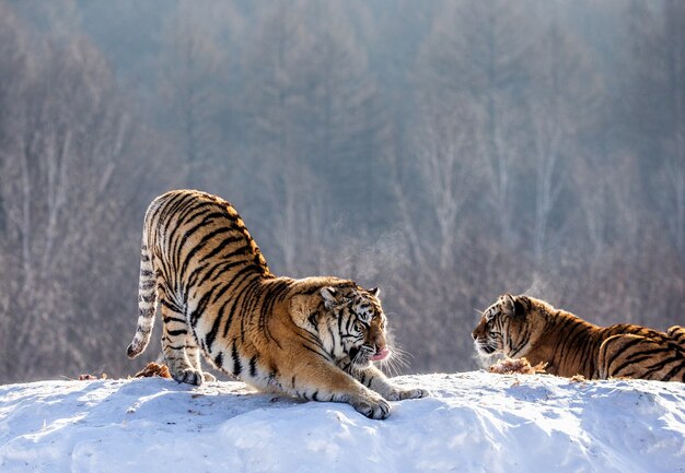 Parc du tigre de Sibérie