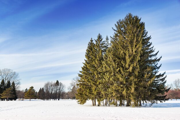 Parc enneigé à Montréal