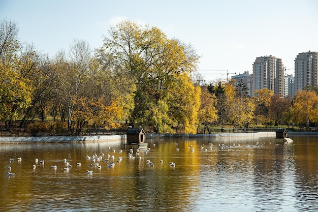 Un parc ensoleillé d'automne dans une grande ville avec un beau lac