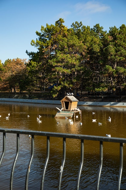 Un parc ensoleillé d'automne dans une grande ville avec un magnifique lac