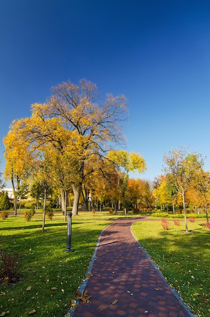 Parc ensoleillé d'automne avec orangers et fond saisonnier naturel de ciel bleu