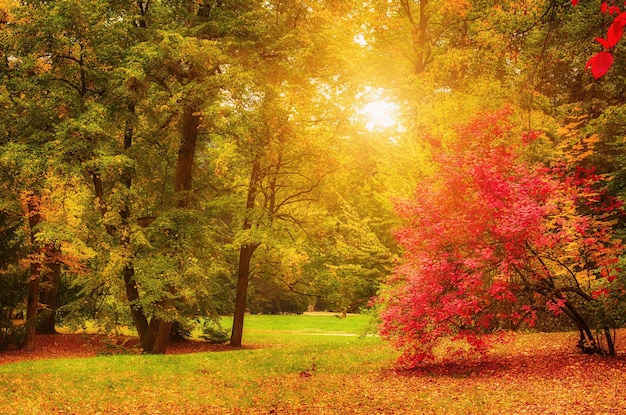 Parc ensoleillé d'automne