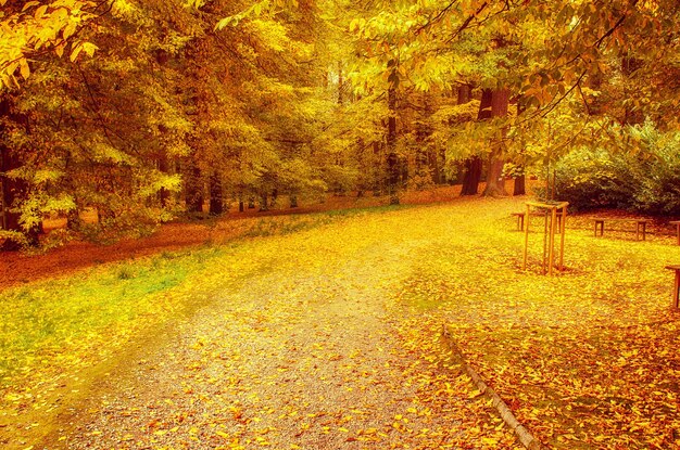 Parc ensoleillé d'automne