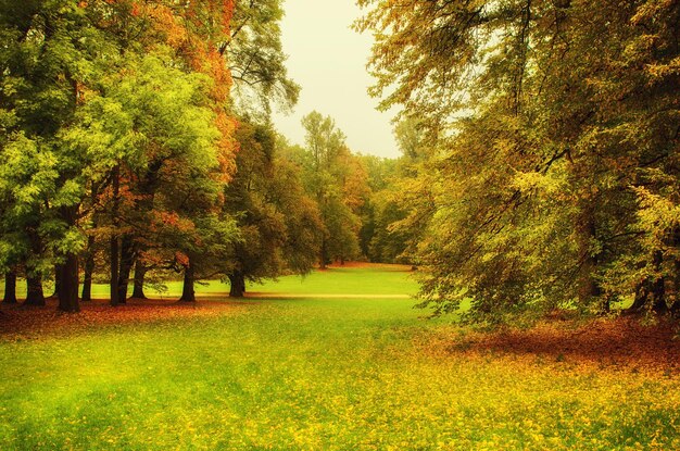 Parc ensoleillé d'automne