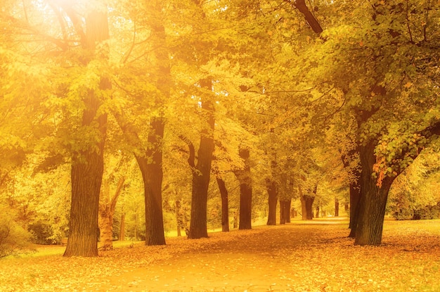 Parc ensoleillé d'automne