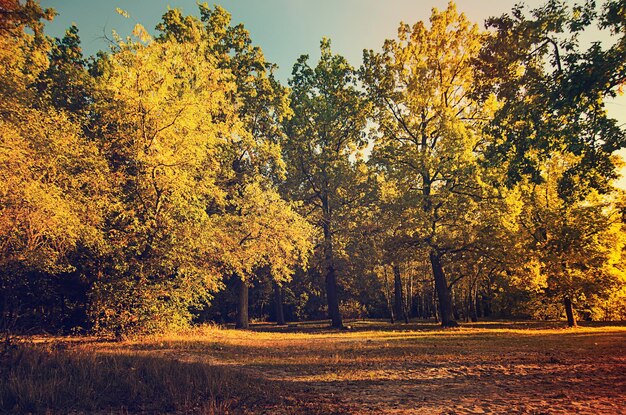 Parc ensoleillé d'automne