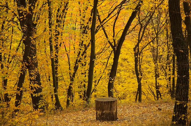 Parc ensoleillé d'automne