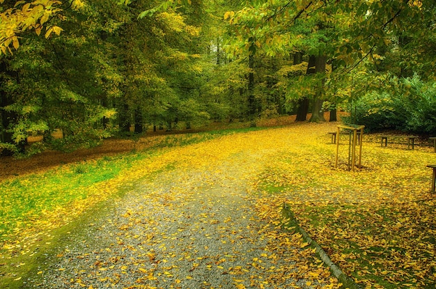 Parc ensoleillé d'automne