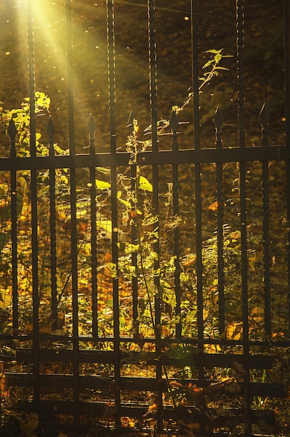 Parc ensoleillé d'automne