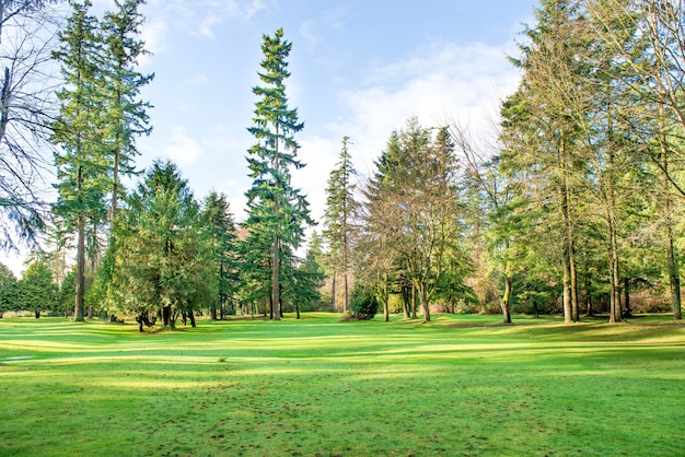 Parc ensoleillé vert avec de grands arbres, pelouse et soleil brillant