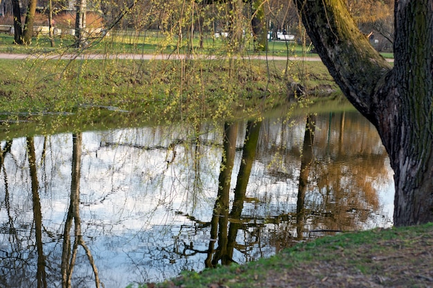 parc avec étang en été paysage