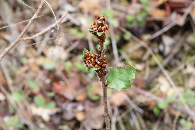 Parc d'état d'hivernage de coccinelles en Californie