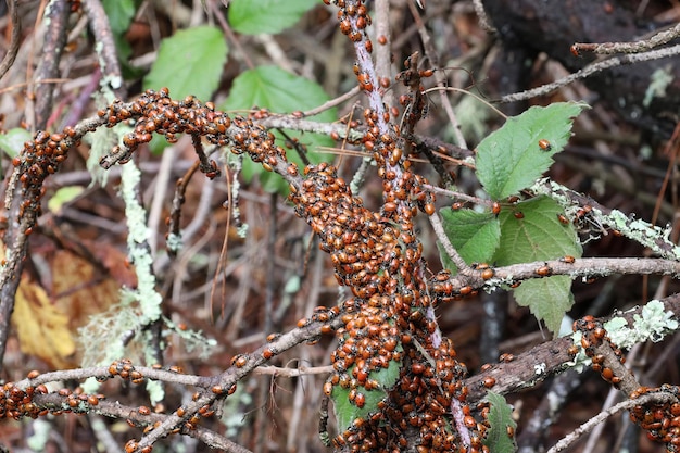 Parc d'état d'hivernage de coccinelles en Californie