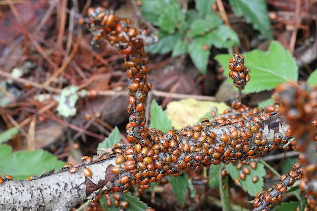 Parc d'état d'hivernage de coccinelles en Californie