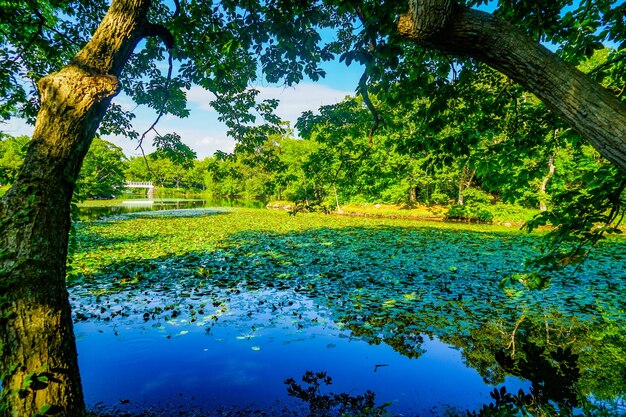 Photo le parc de l'été d'onuma