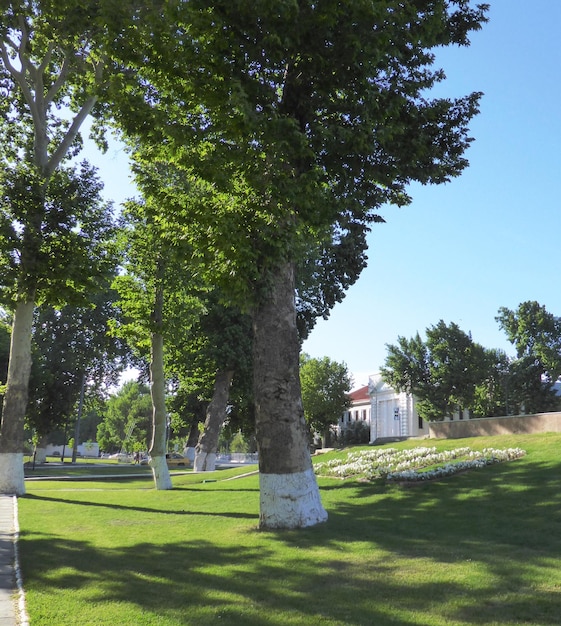 Parc d'été avec pelouses vertes