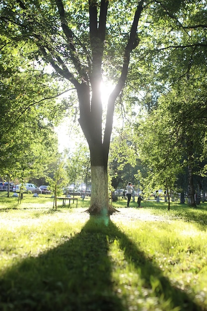 Parc feuille soleil