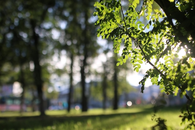 Parc feuille soleil