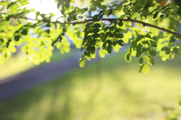 Parc feuille soleil