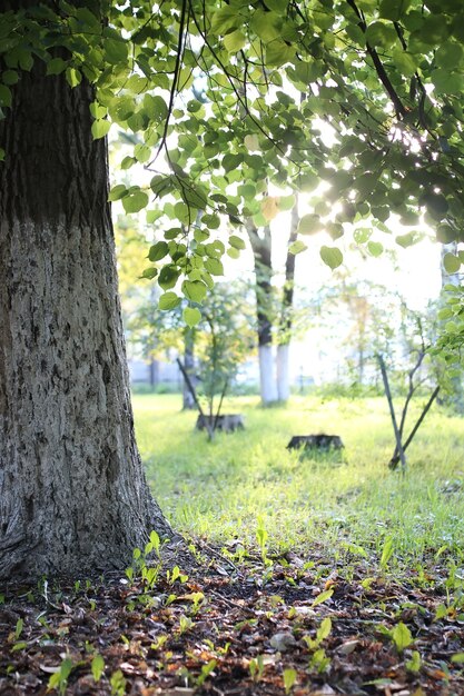 Parc feuille soleil