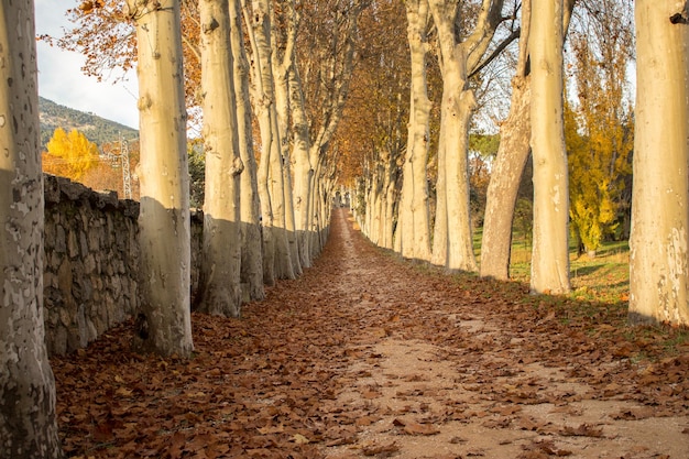 Parc avec feuilles orange et paysage jaune à El Escorial