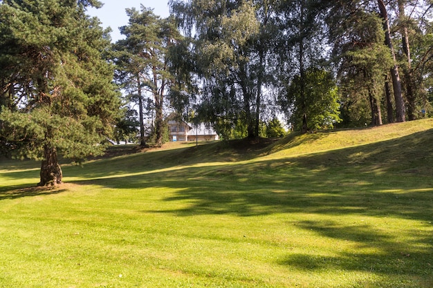 Un parc forestier avec de grands arbres