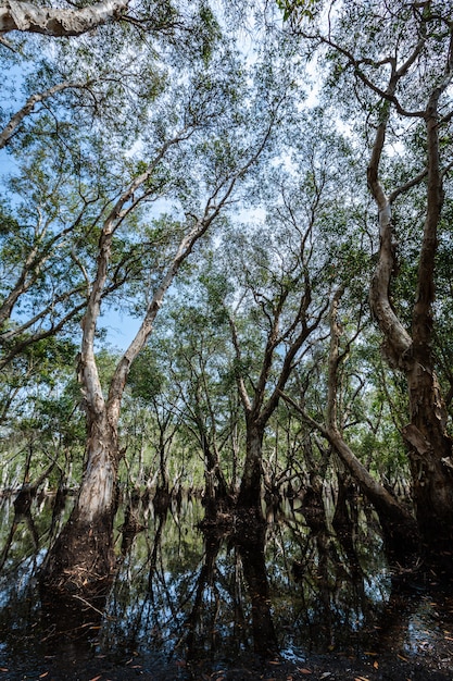 Parc forestier de mangrove et réflexions fluviales en Thaïlande