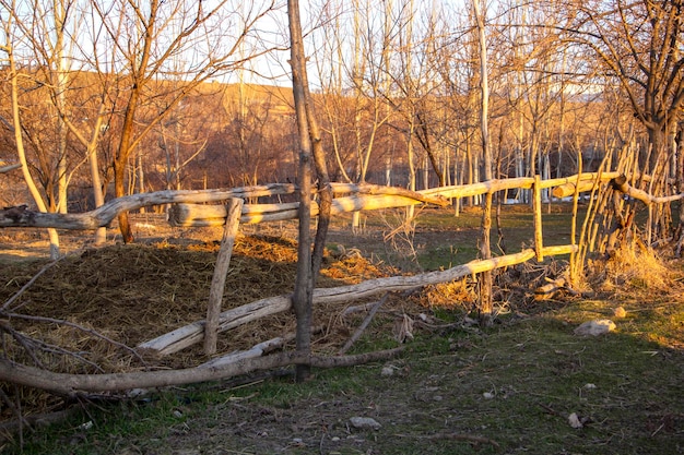 Parc forestier à la montagne