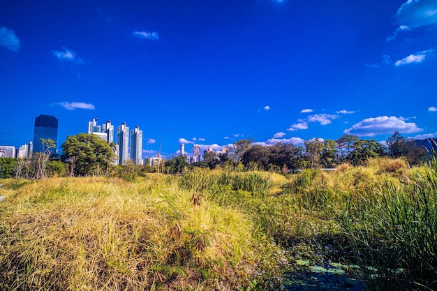 parc forestier de la ville