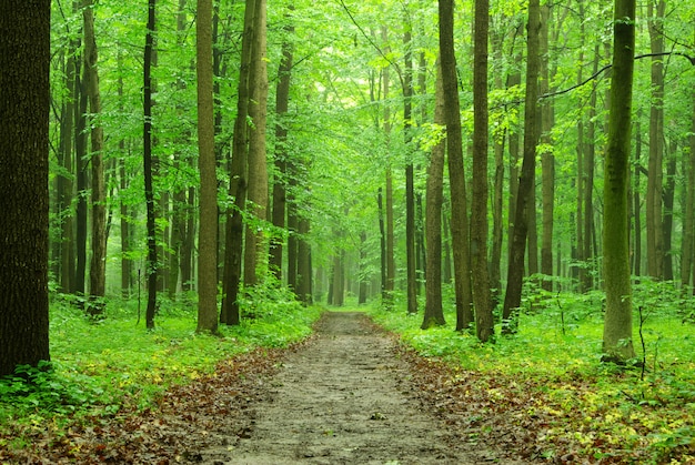 parc de la forêt verte