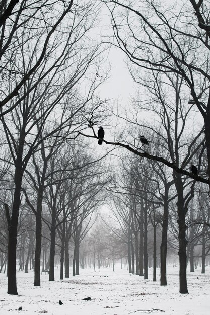 Parc d'hiver dans le brouillard et oiseaux dans les arbres