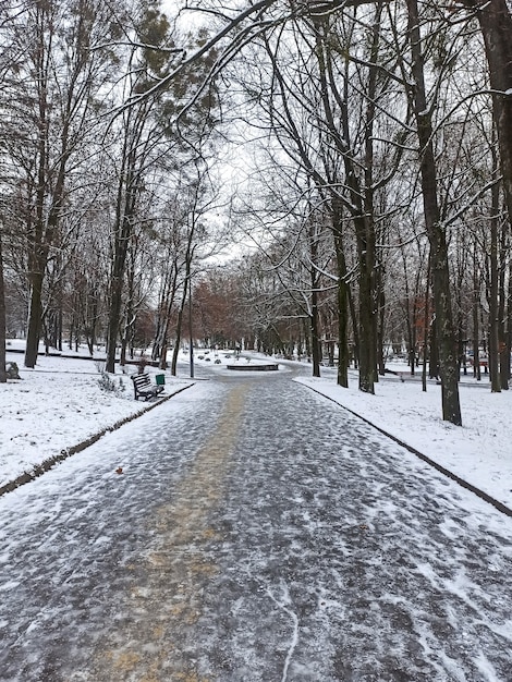 Photo parc d'hiver dans la neige. arbres nus.