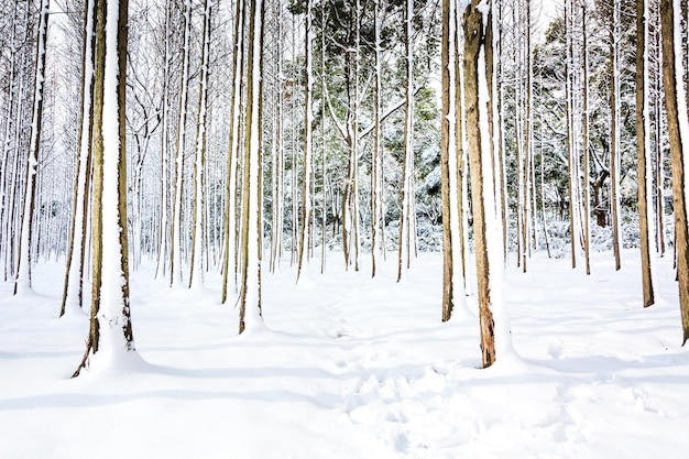 Parc d'hiver dans la neige