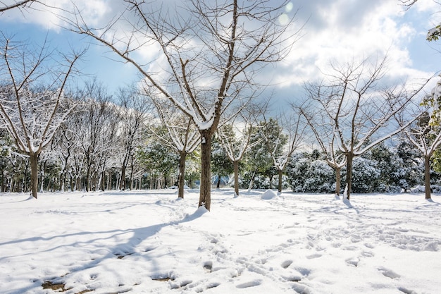 Parc d'hiver dans la neige