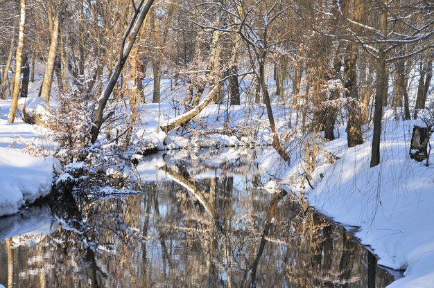 Parc d'hiver dans la neige