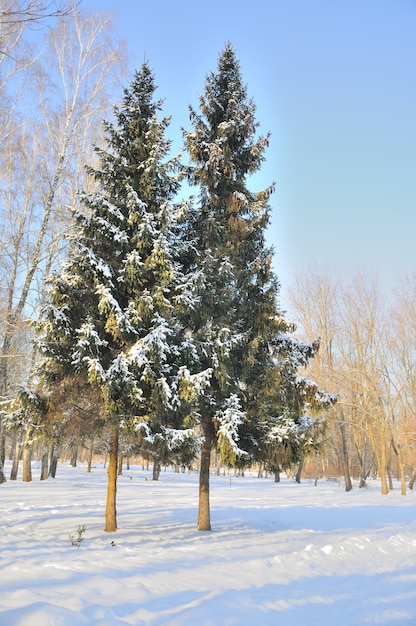 Parc d'hiver dans la neige