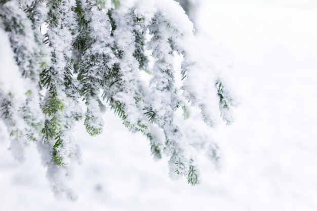 Parc d'hiver dans la neige.