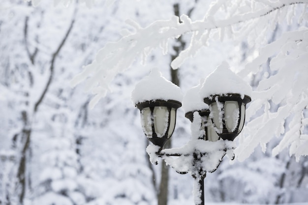 Parc d'hiver dans la neige.