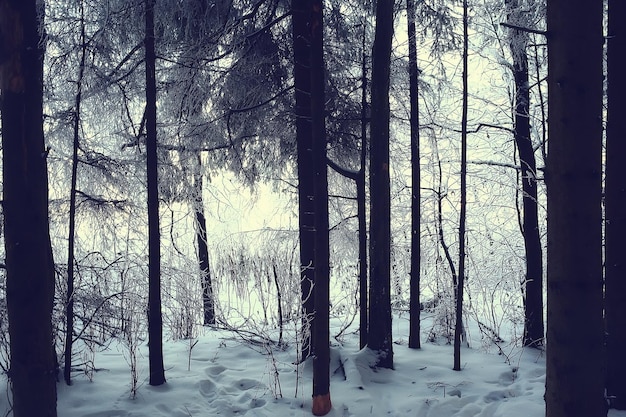 parc d'hiver, paysage urbain en hiver / paysage neige, ville, arbres dans un parc de la ville au nord