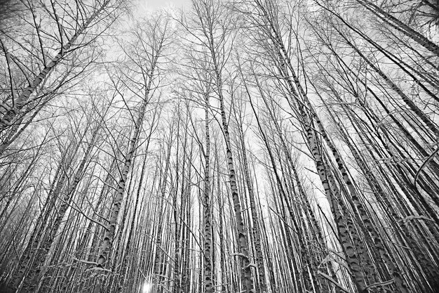 parc d'hiver, paysage urbain en hiver / paysage neige, ville, arbres dans un parc de la ville du nord