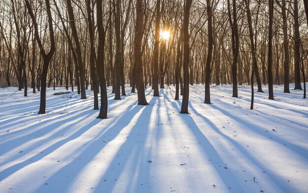 Parc d'hiver recouvert de neige blanche