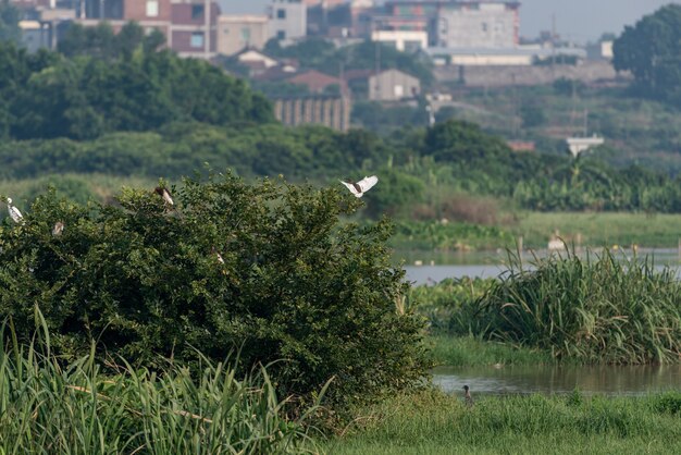 Le parc des marécages est écologiquement bon. Des oiseaux comme les aigrettes s'en nourrissent.