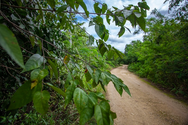 Parc national de Cotubanama en République dominicaine, section Padre Nuestro avec une végétation typique à l'intérieur et des carrières telles que la Cueva de Padre Nuestro et la Cueva del Chico