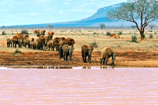 Photo parc national des éléphants de tsavo est au kenya