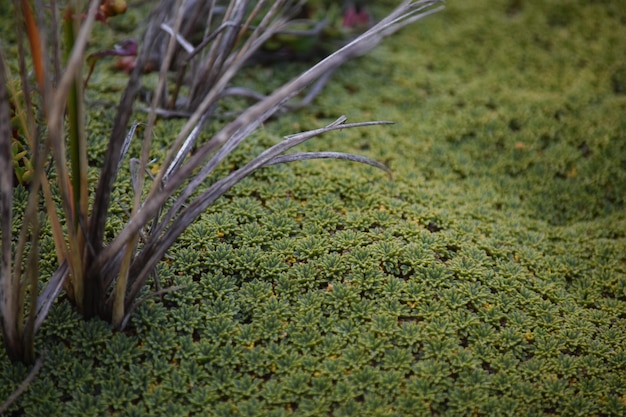 Parc national de la flore de la Terre de Feu Ushuaia en Argentine