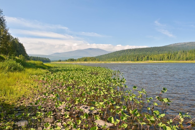 Parc national des forêts vierges de Komi Yugyd VA